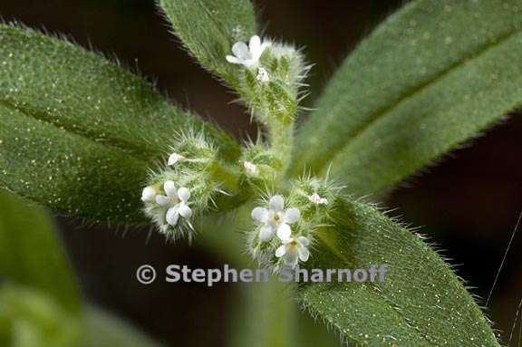 cryptantha affinis 3 graphic